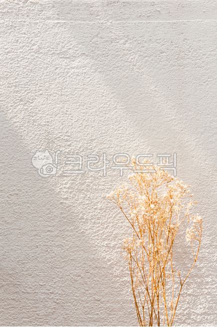 안개꽃,드라이플라워,빈티지,감성,색감,마른꽃,그림자,햇빛,따뜻한,질감,화이트벽,벽면,햇살,화이트