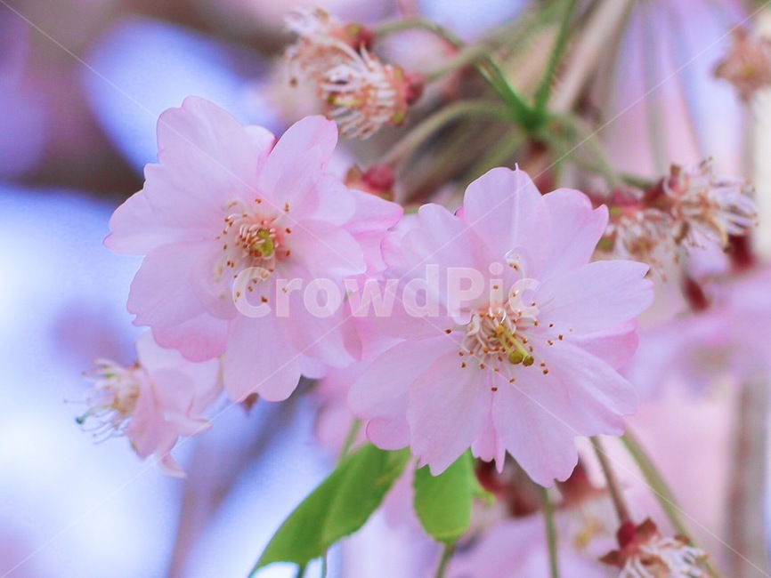 벚꽃,꽃,분홍색,봄,자연,cherryblossom,flower,pink,spring,nature