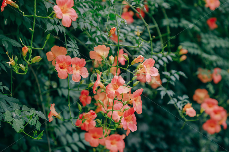 자연,식물,꽃,flower,능소화,아름다운,식물,자연,plants,nature,꽃,flower