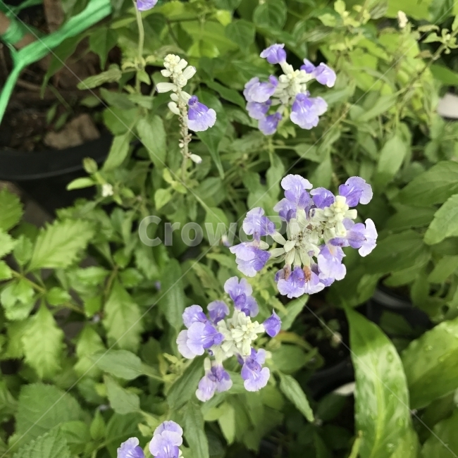블루세이지,BlueSage,PrairieSage,꿀풀,샐비어,여러해살이풀,약재,식물,꽃,Flower,식물,자연,plants,nature,꽃,flower