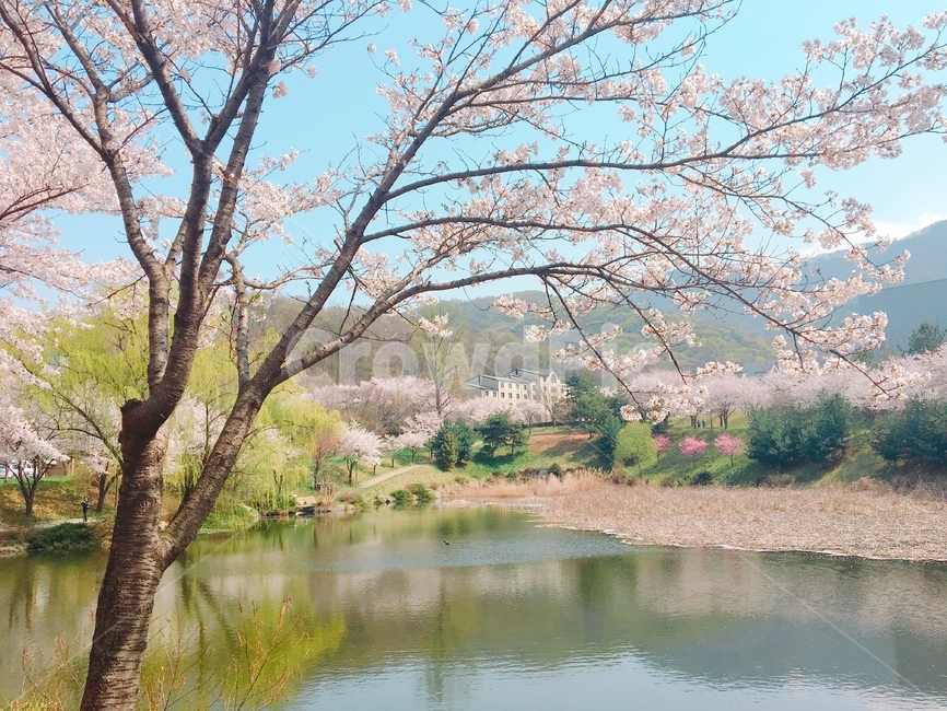호서대,벚꽃,호수,자연,봄,호서대아산