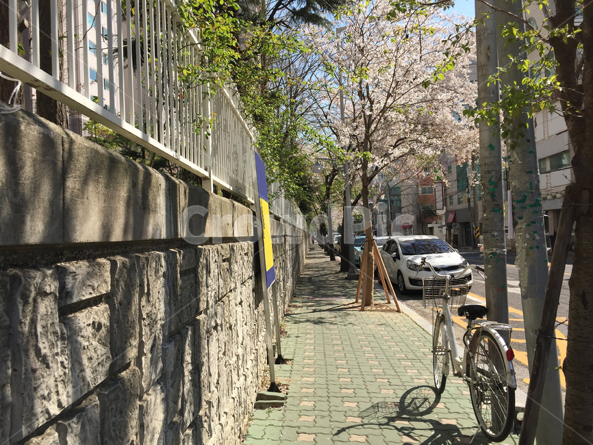 거리,자동차,벗꽃,자전거,산책,pink,streets,walks,bicycles,cars,cherryblossoms,봄,계절,spring,season,wheel,바퀴,machine,기계,path,통로,vehicle,차량,bicycle,bike,transportation,교통,walkway,보도