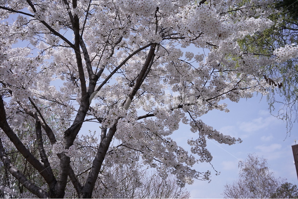 벚꽃,봄,자연,공원,하늘,봄,계절,spring,season,식물,자연,plants,nature,꽃,flower,나무,trees,wood,plant