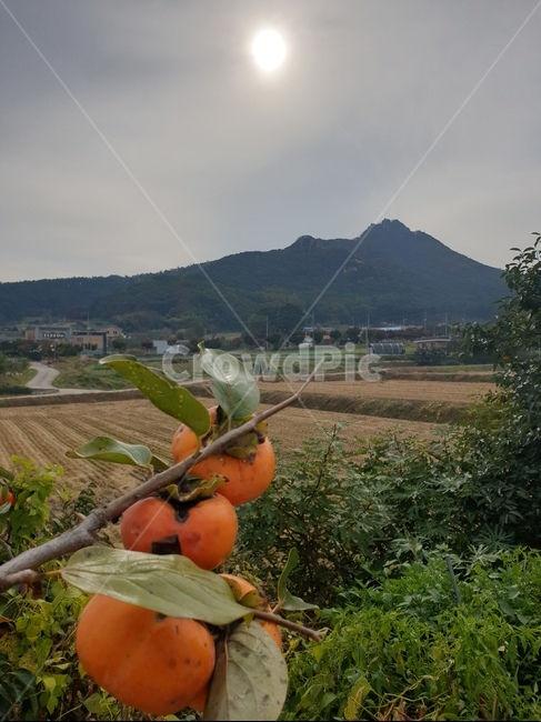 시골,자연,풍경,농촌,산배경,시골,마을,풍경,landscape,country,rural,town