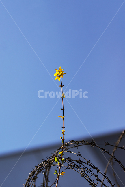 봄,개나리,봄꽃,철조망,희망,노란꽃,봄,계절,spring,season,식물,자연,plants,nature,꽃,flower