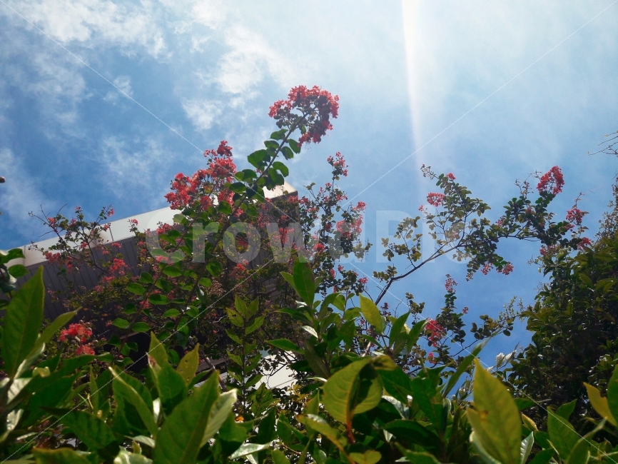 꽃,하늘,구름,풍경,감성,식물,자연,plants,nature,꽃,flower