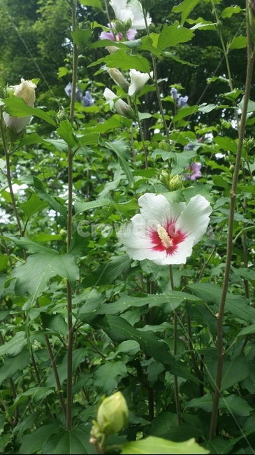 식물,plant,무궁화,무궁화꽃,blossom,식물,자연,plants,nature,꽃,flower