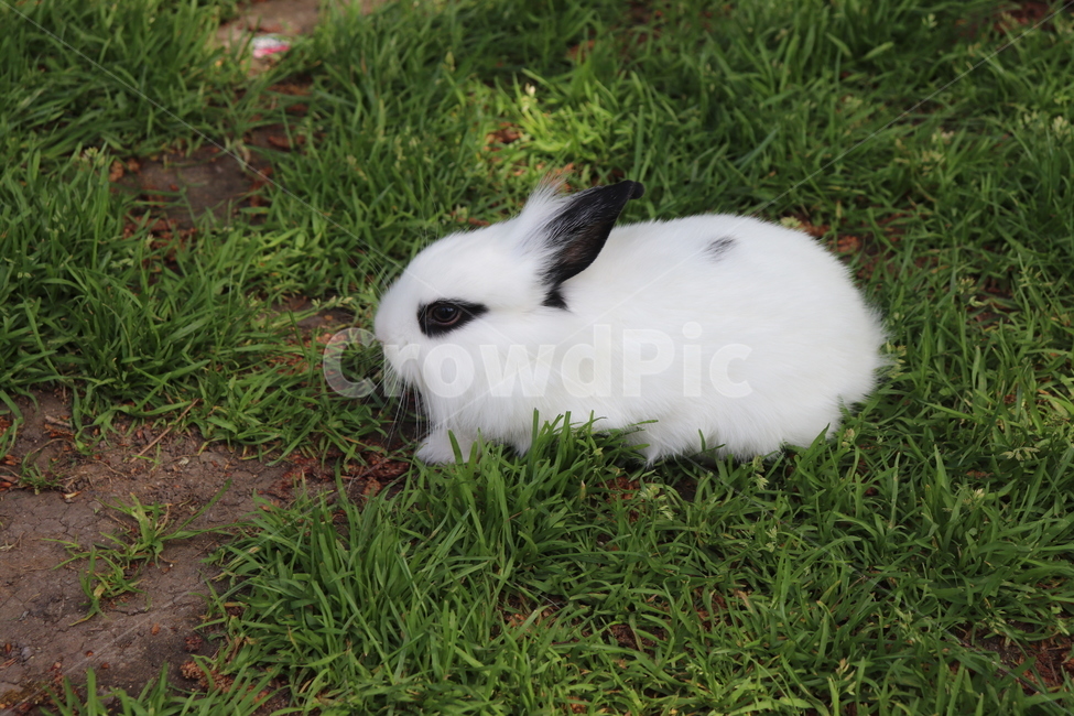 animal,rabbit,bunny,토끼,동물,잔디,동물,animal,포유류,mammal