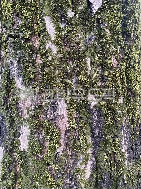 tree bark,nature,Moss,plant,tree,coniferous plant,conifer