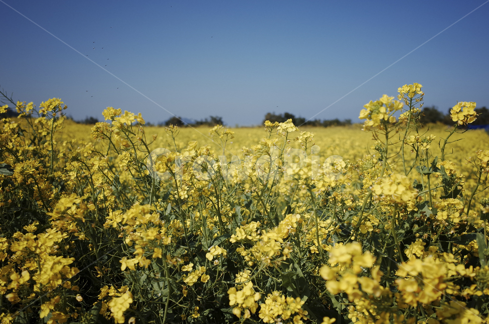 유채꽃,유채,노란꽃,봄,봄꽃,flower,yellow,spring,field,들,outdoors,옥외,nature,자연,봄,계절,spring,season