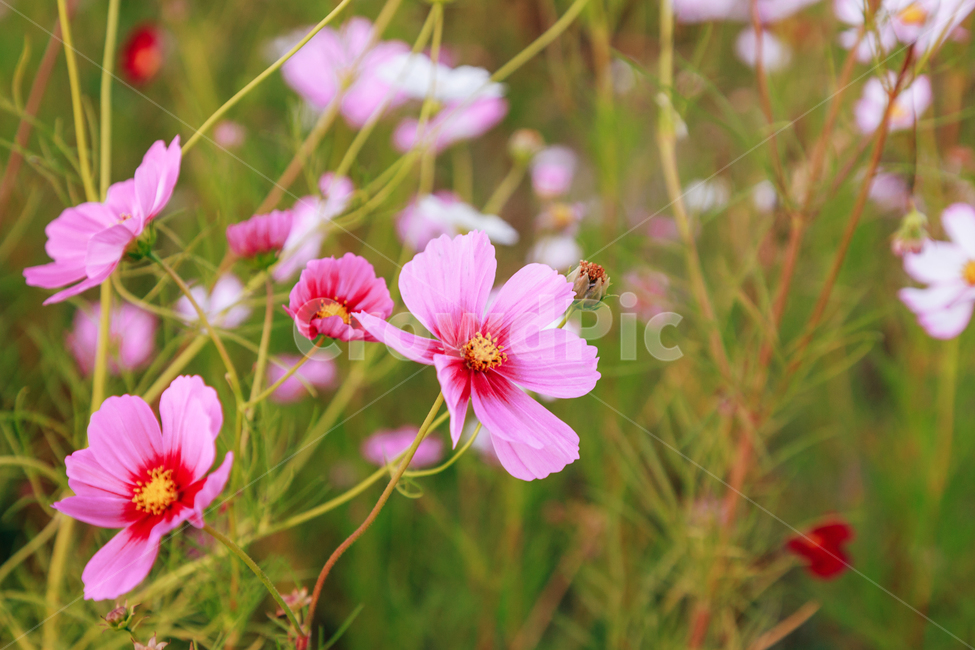 코스모스,꽃,자연,식물,가을,아름다운,commoncosmos,가을,계절,fall,autumn,season,식물,자연,plants,nature,꽃,flower,geranium,제라늄,plant,blossom,petal,꽃잎