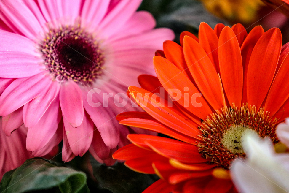 꽃,나무,꽃나무,봄나무,봄,자연,여름,계절,flower,geranium,식물,plant,제라늄,spring,summer,season,화분,daisies,pollen,데이지,daisy,blossom