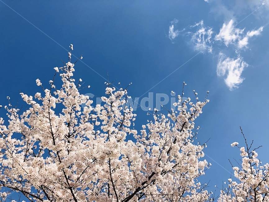 하늘,봄,벚꽃,구름,벚꽃나무,봄,계절,spring,season,자연,풍경,nature,landscape,plant,식물,blossom,꽃,flower