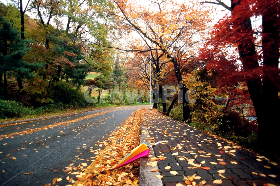 필름,필름사진,필름느낌,필름감성,가을,풍경,배경,단풍,단풍잎,산책,휴식,힐링,오색,빛깔,메이플,낙옆,소풍,나들이,가을,계절,fall,autumn,season,자연,풍경,nature,landscape,asphalt,아스팔트
