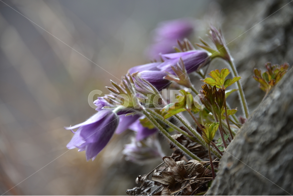 할미꽃,koreanpasqueflower,노고초,백두옹,봄꽃,야생화,식물,자연,plants,nature,꽃,flower