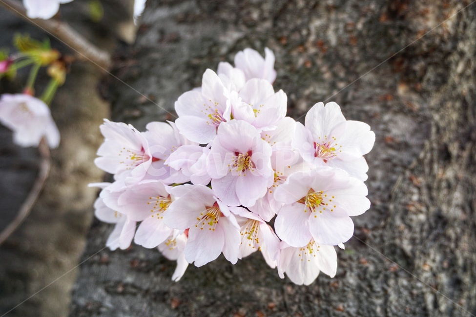 plant,식물,flower,꽃,blossom,벚꽃,나무,봄,계절,spring,season