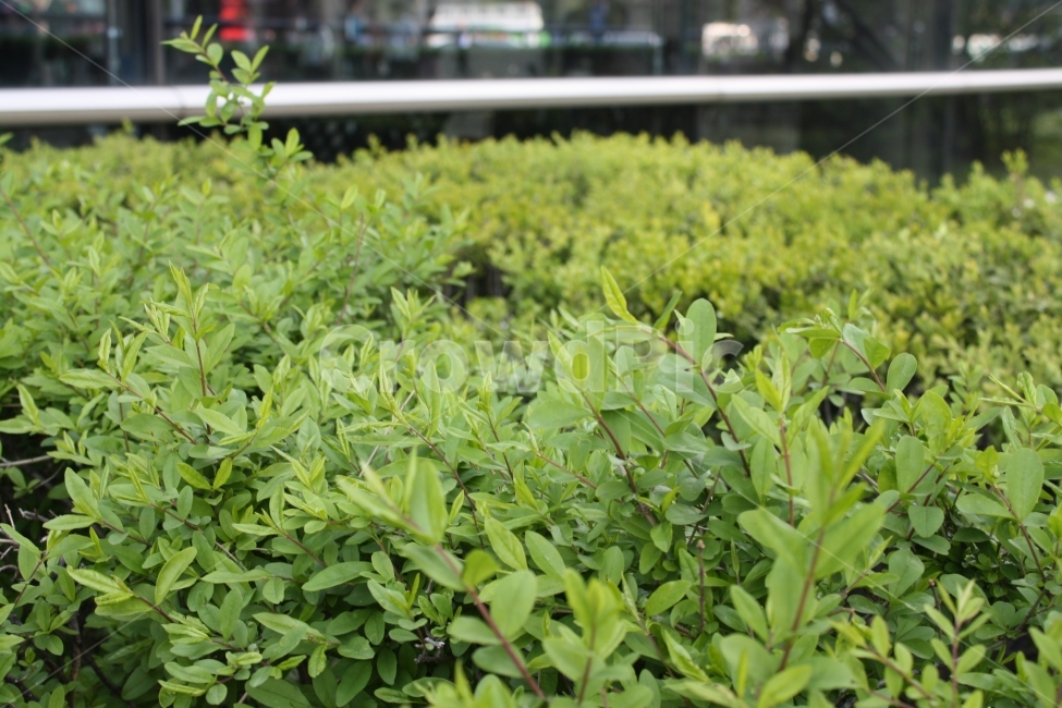 그린,식물,도심,자연,초록,배경,식물,자연,plants,nature