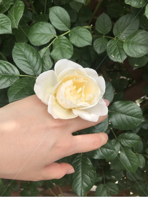 장미꽃반지,꽃반지,장미꽃,장미,하얀장미,rose