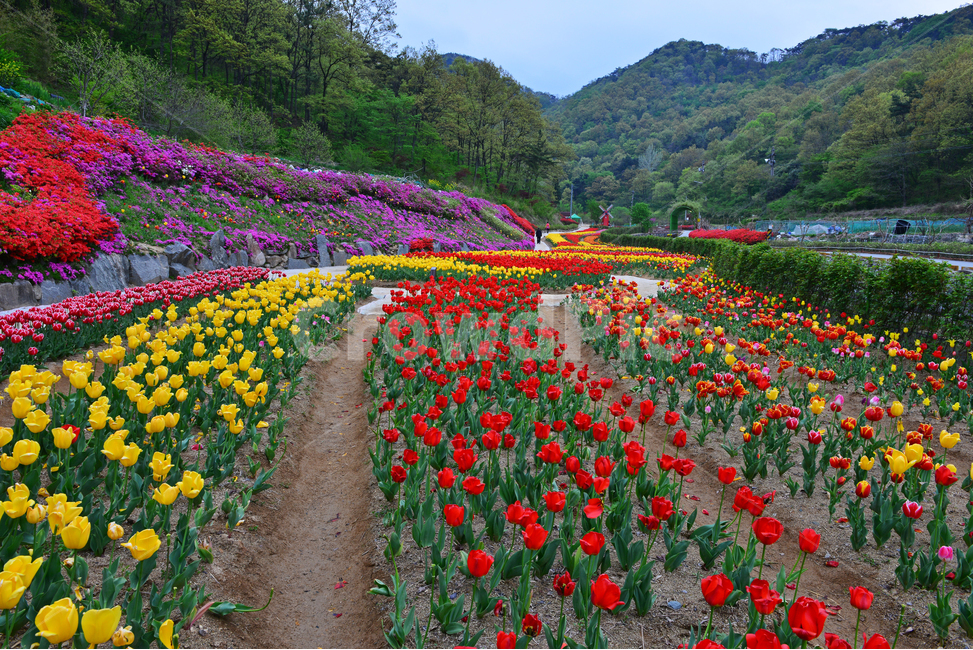무등산,동적골,튤립축제,철쭉,노랑,빨강,봄,계절,패턴,tulip,튤립,plant,식물,blossom,flower,꽃,자연,풍경,nature,landscape