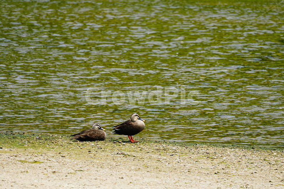 오리,청둥오리,철새,동물,조류,새,자연,duck,bird,animal,nature,풍경,landscape,중랑천,하천,강변,river,서울,seoul,여름,summer,6월,june,강가,모래사장,동물,animal,조류,새,birds