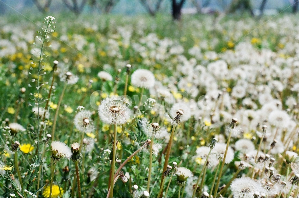 민들레,꽃,봄,초록,노랑,꽃씨,흩날림,감성,봄,계절,spring,season,식물,자연,plants,nature,꽃,flower,감성,sensible,feeling,휴식,힐링,rest,relaxation,healing,plant
