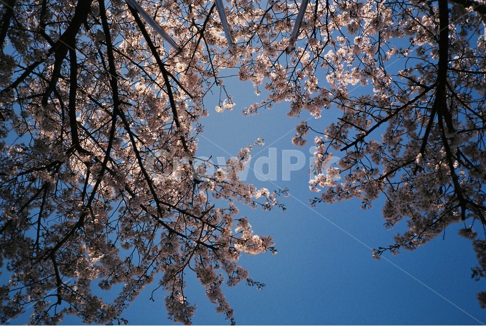 cherryblossom,벚꽃,blossom,꽃,plant,하늘,봄,식물,자연,plants,nature,꽃,flower