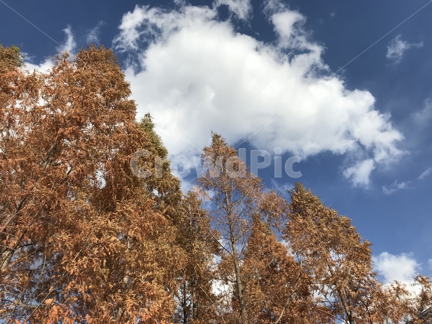 가을,단풍,도시,가을하늘,나무,맑은하늘,가을,계절,fall,autumn,season,tree,plant,식물