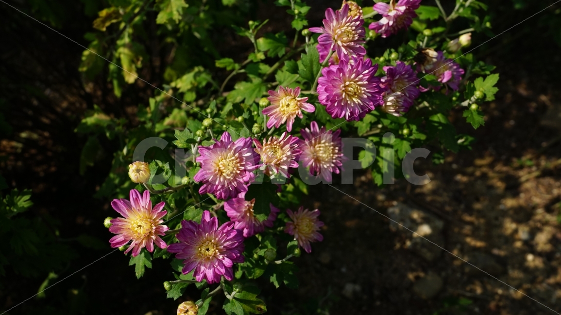 국화,꽃,플라워,식물,자연,꽃봉오리,여름,이파리,flower,nature,summer,꽃사진,감성,감성사진,계절,season,풍경,landscape,plants,여름꽃,경치,접사,마크로,macro,힐링,healing,snap,스냅,식물,자연,plants,nature,꽃,flower