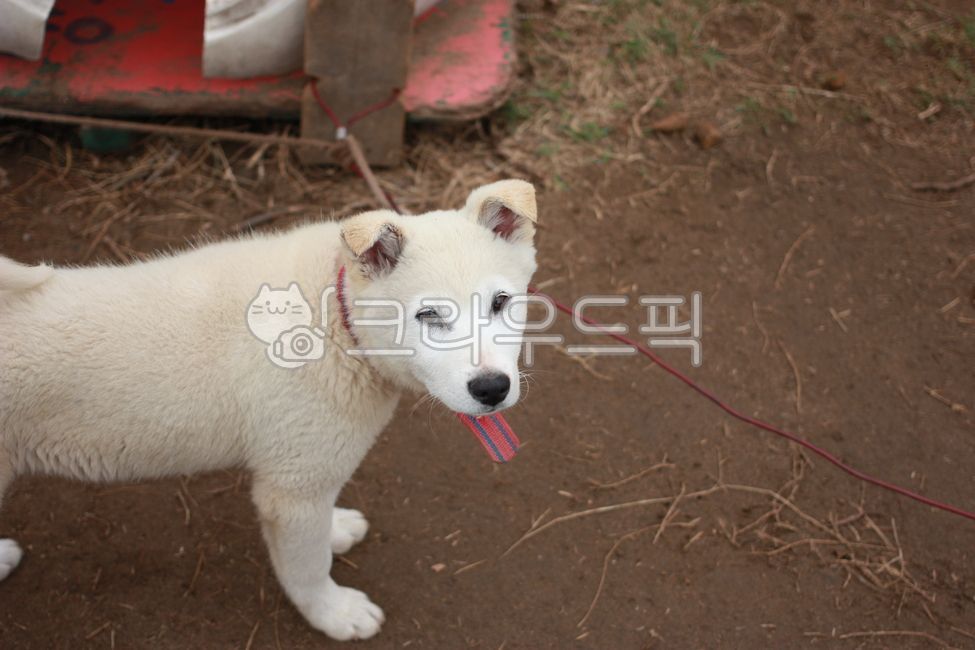 강아지,시골개,백구,아기강아지,귀여운동물,동물,dog,개,진돗개,애완동물,pet,whitedog,하얀개