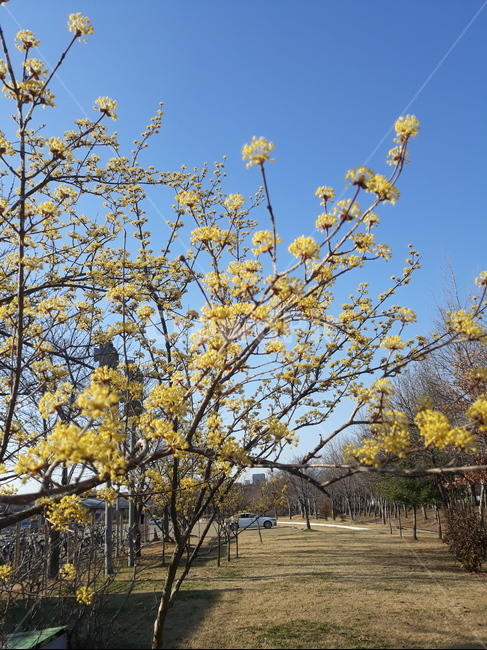 산수유,하늘,나무,배경,꽃