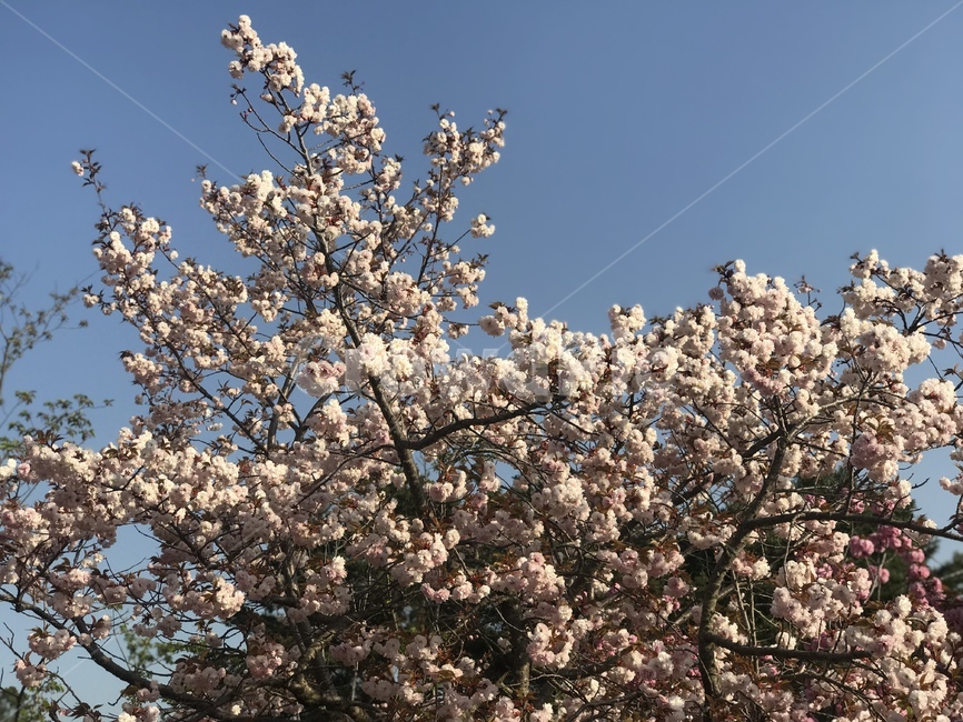 꽃,벚꽃,cherryblossom,spring,봄,봄꽃,꽃놀이,봄소풍,핑크,핑크꽃,벚나무