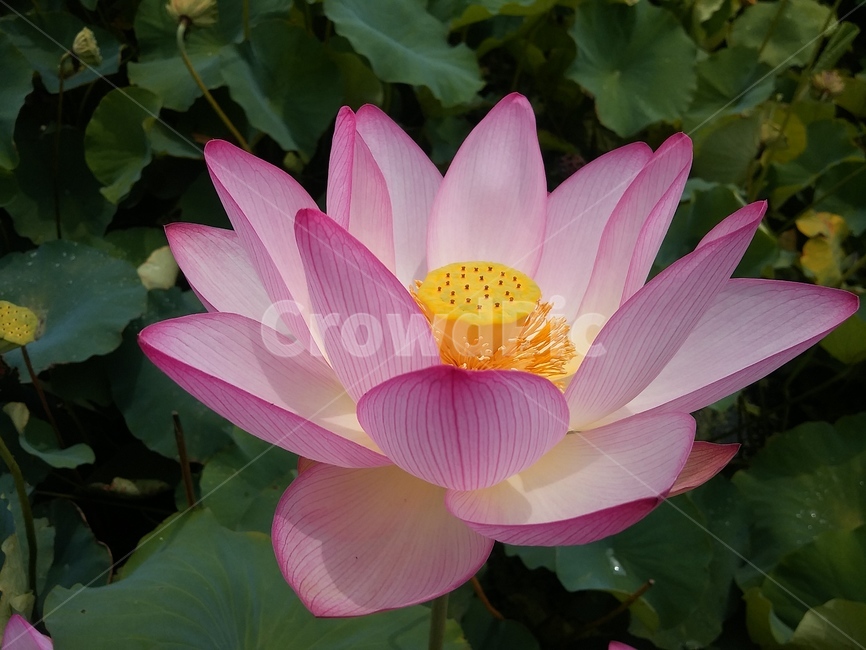 plant,식물,꽃,flower,연꽃,식물,자연,plants,nature,꽃,flower