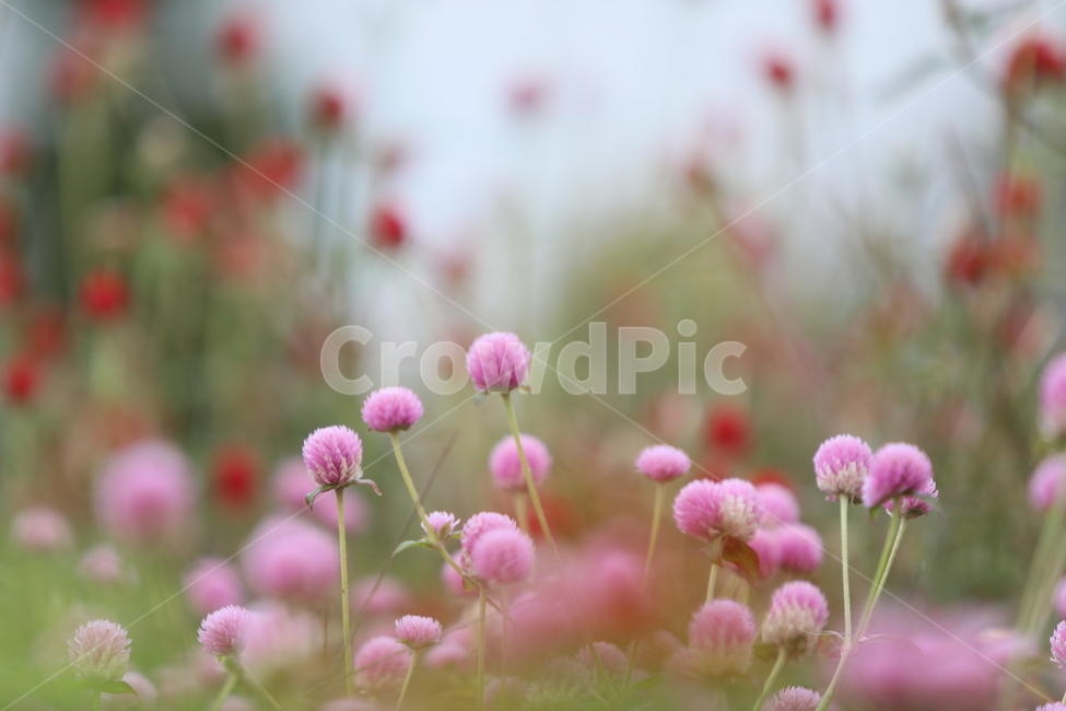 꽃,핑크,올망졸망,야생화,가을꽃,식물,자연,plants,nature,꽃,flower