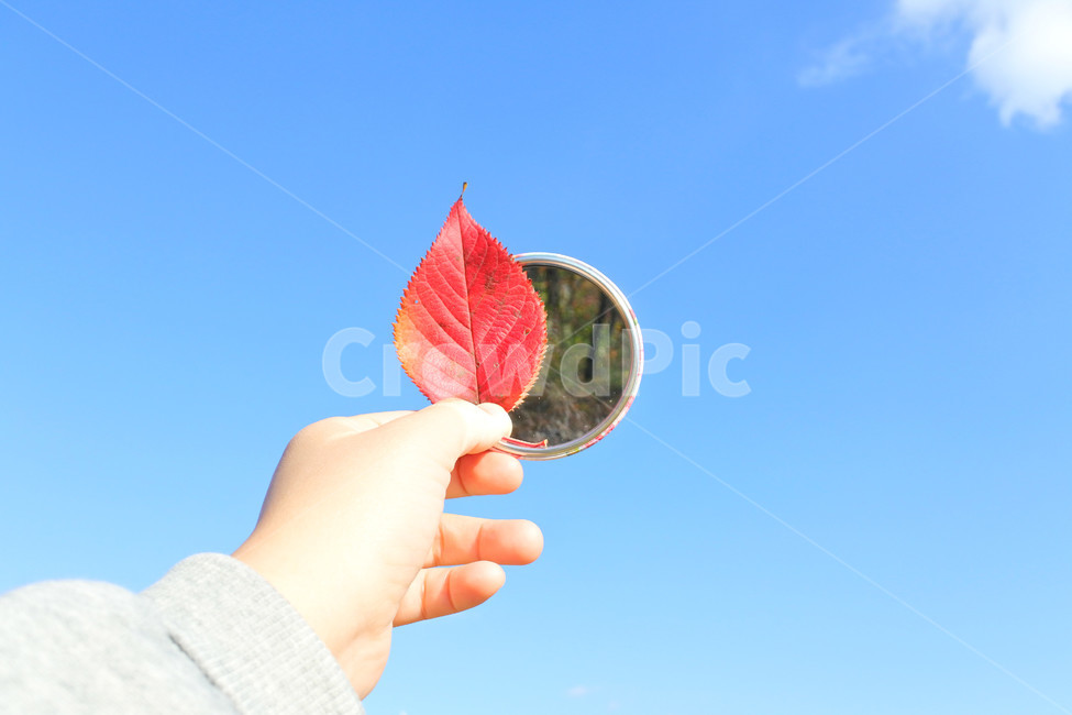 컨셉,거울,하늘,낙엽,가을,mirror,fall,손,가을,계절,fall,autumn,season,leaf,잎,plant,식물