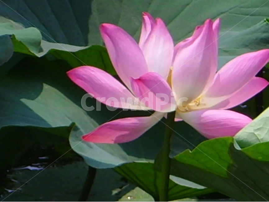 중국,제남,대명호,연꽃,분홍,식물,자연,plants,nature,꽃,flower