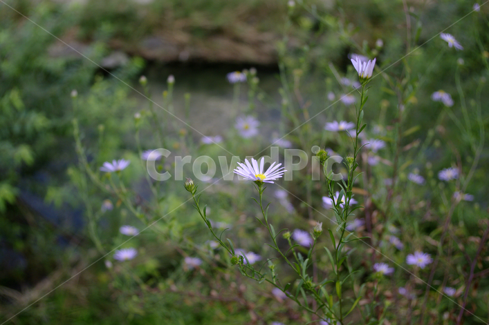 쑥부쟁이,꽃,flower,식물,plant,식물,자연,plants,nature,꽃,flower