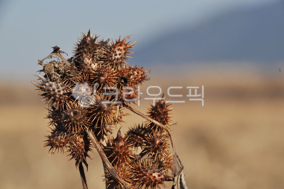 식물,도꼬마리,씨앗,가시,마른풀,겨울