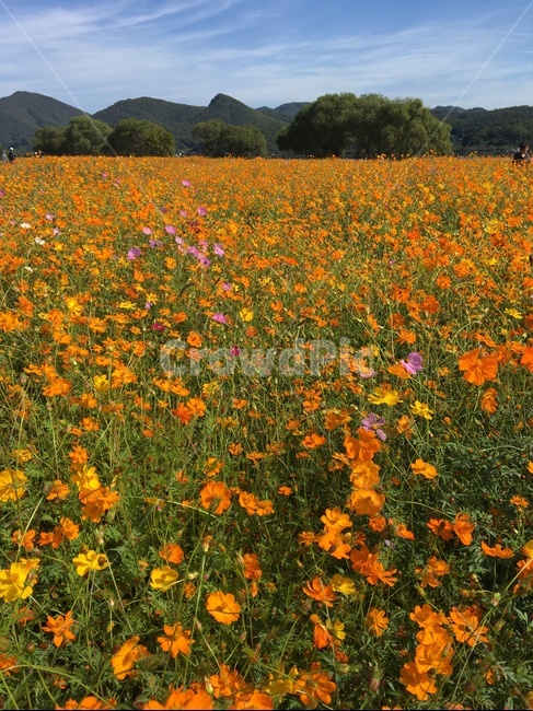 꽃,꽃밭,해바라기,봄,겨울,식물,자연,plants,nature,꽃,flower