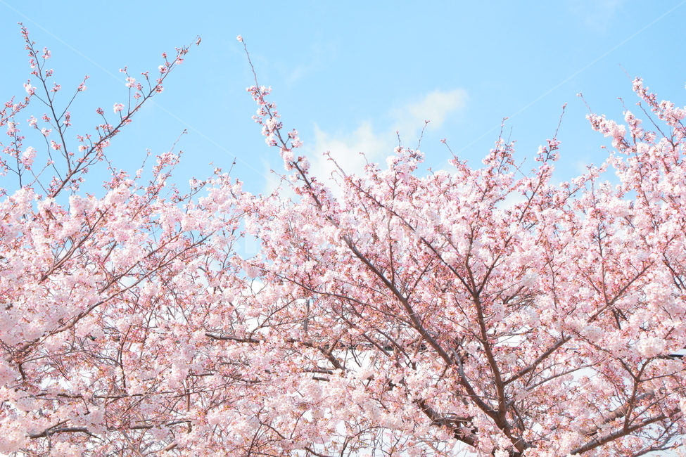 벚꽃,봄,blossom,자연,꽃,분홍,하늘,나무,식물,season,flower,pink,plants,nature,spring,봄,계절,spring,season,자연,풍경,nature,landscape,plant