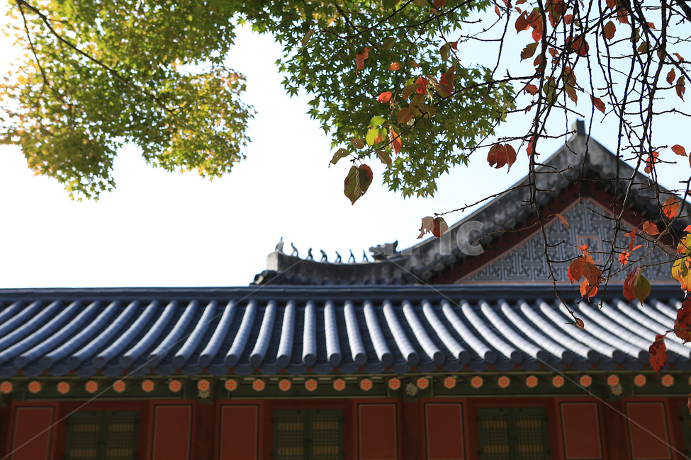 가을,단풍,덕수궁,궁,나무,fall,autumncolors,palace,tree,가을,계절,fall,autumn,season,한국전통,한국문화,korean traditional,korean culture,건축물,건물외관,exterior,building,structure,architecture,construction,roof,지붕