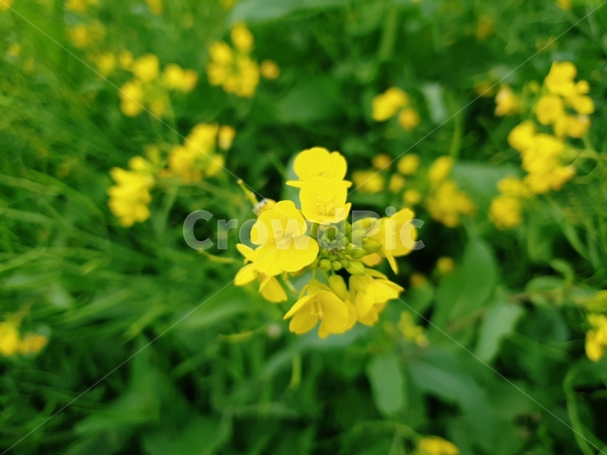 유채꽃,노란색,자연,plant,식물,식물,자연,plants,nature,꽃,flower
