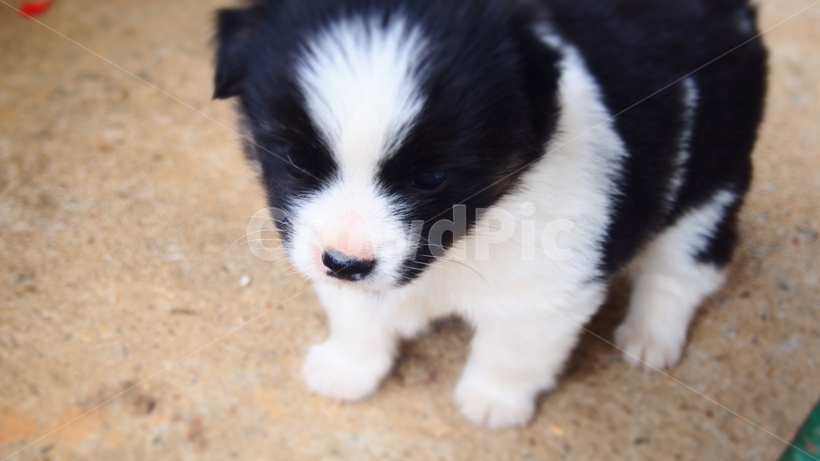 멍때림,강아지,귀여움,시골개,혼자,동물,animal,포유류,mammal,개,강아지,dog,doggy