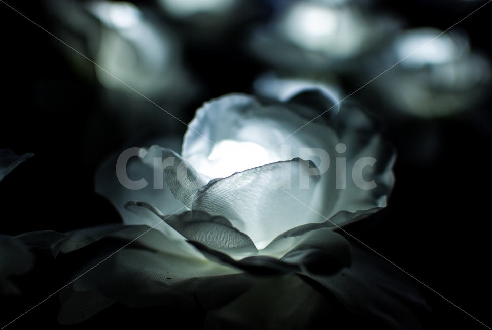 대전,꽃,인조꽃,조화,조명,Nikon,풍경사진,감성사진,인물사진,스냅사진,일상,취미,촬영,소통,데일리,포토,photo,photographer,picture,pic,daily,dailyphoto,dailypic,촬영문의,출사문의,야경,밤,풍경,nightscape,night,landscape,꽃,flower,plant,식물,blossom,rose,장미