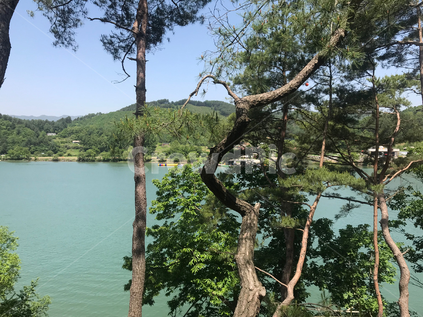 소나무,자연,강,하늘,나무,땅,푸름,숲,초록,파랑,햇빛,자연,풍경,nature,landscape,tree,plant,식물,tree trunk,나무 줄기