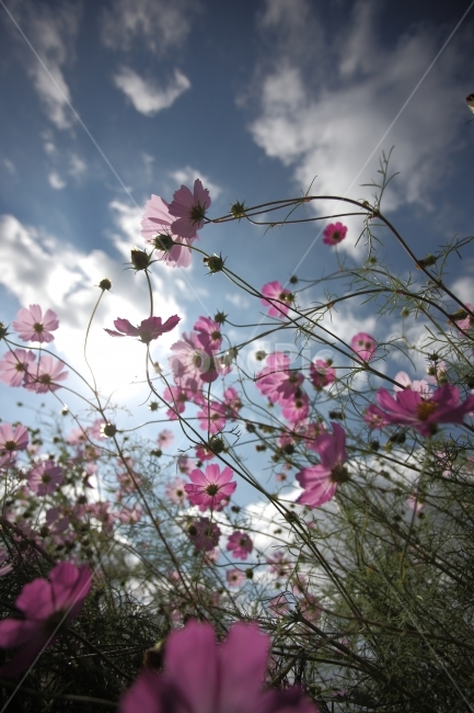 코스모스,가을,하늘,풍경,식물,꽃,flower,fall,sky,botanical,가을,계절,fall,autumn,season,식물,자연,plants,nature,꽃,flower,plant