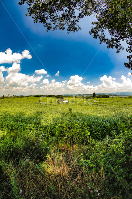 목장,집,자연,여름,하늘,구름,건물,풀,녹색,식물,nature,bluesky,tree,밭,농장