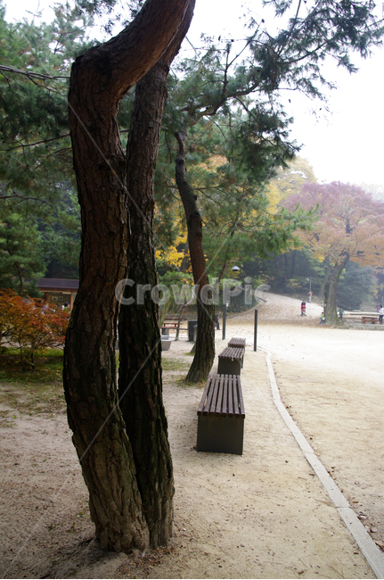가을,fall,나무,식물,plant,단풍,잎,낙엽,식물,자연,plants,nature,나무,trees,wood
