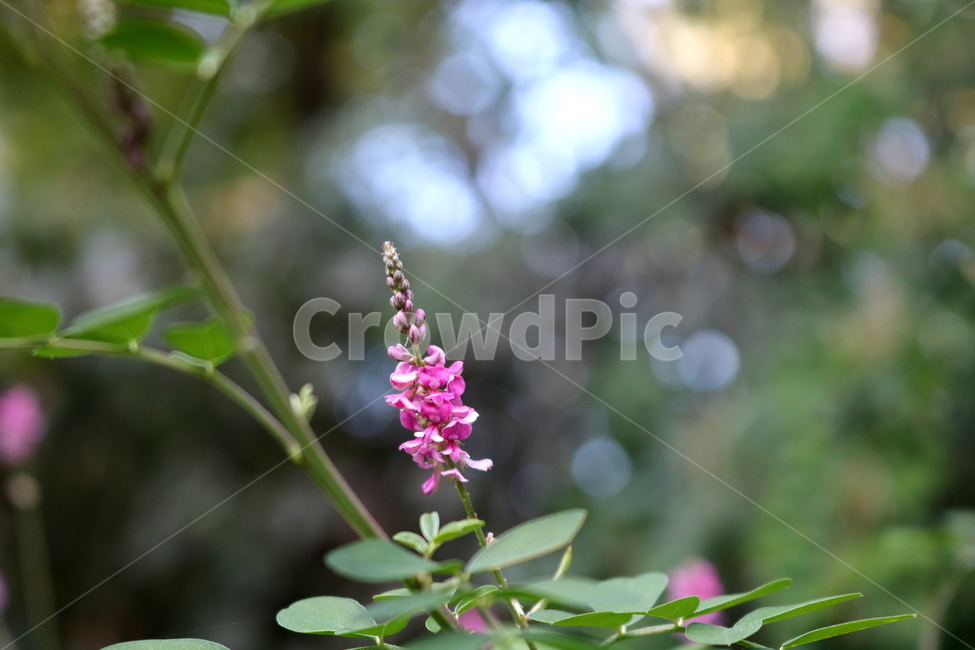 꽃,싸리꽃,싸리나무,싸리,식물,자연,야생화,콩과식물,식물,자연,plants,nature,꽃,flower