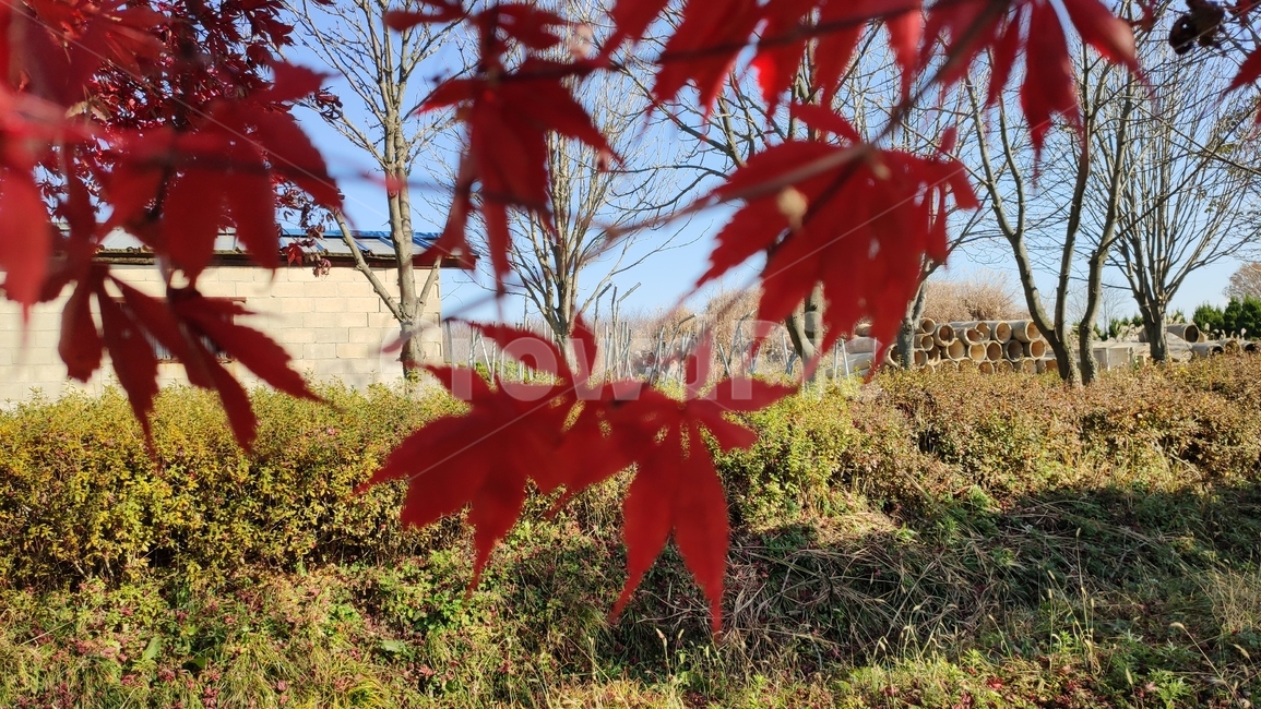 엽록소,가을단풍,가을,leaf,잎,plant,식물,tree,나무,maple,단풍,가을,계절,fall,autumn,season