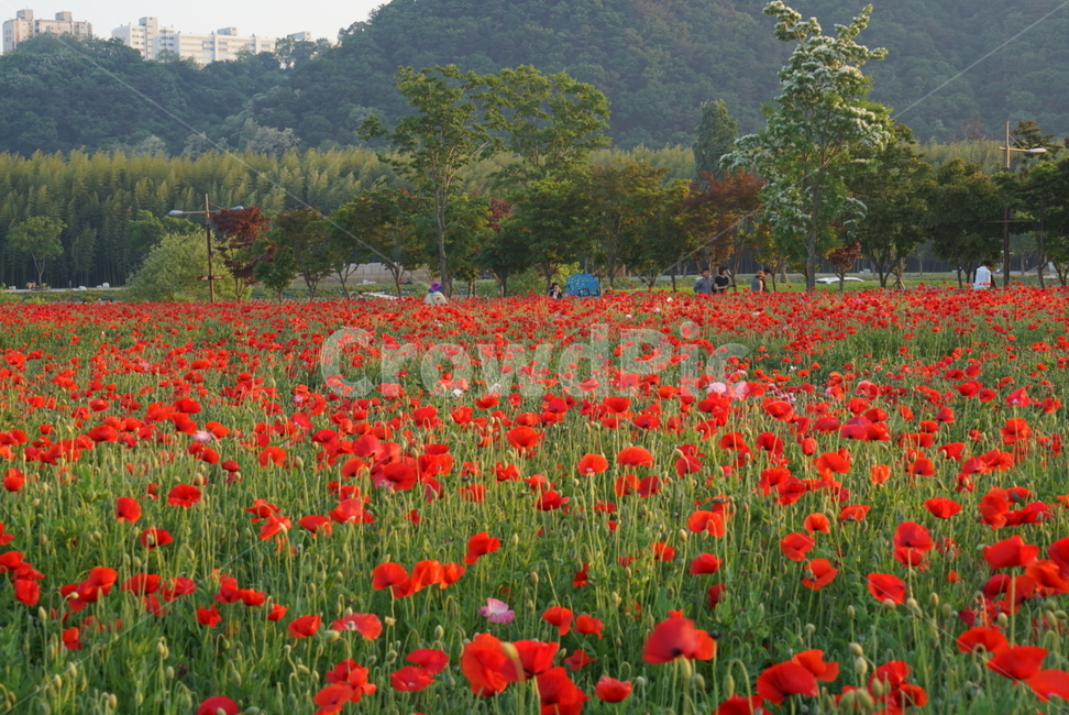 울산,태화강,봄꽃,양귀비,봄꽃향기